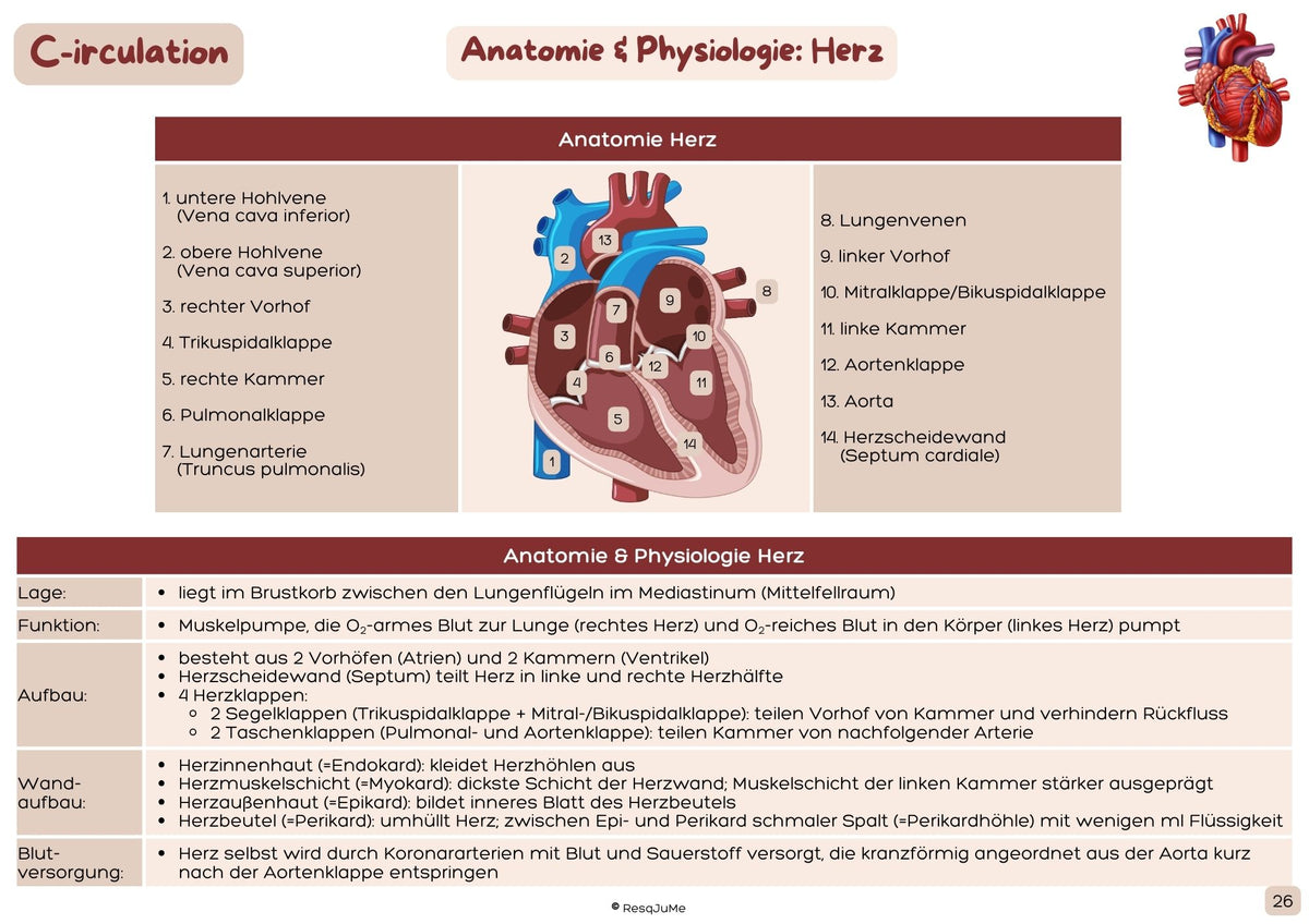 Gedruckte Lernkarte zu Anatomie und Physiologie des Herzens für Rettungssanitäter/-innen